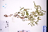  ( - GBA-DWQGZ573)  @11 [ ] by-nc-sa  Xue-Jun Ge Herbarium of South China Botanical Garden