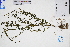  (Mosla - GBA-DWQGZ575)  @11 [ ] by-nc-sa  Xue-Jun Ge Herbarium of South China Botanical Garden