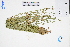  (Schoenoplectiella juncoides - GBA-DWQGZ576)  @11 [ ] by-nc-sa  Xue-Jun Ge Herbarium of South China Botanical Garden