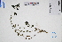  ( - GBA-DWQGZ582)  @11 [ ] by-nc-sa  Xue-Jun Ge Herbarium of South China Botanical Garden