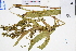  ( - GBA-DWQGZ589)  @11 [ ] by-nc-sa  Xue-Jun Ge Herbarium of South China Botanical Garden