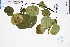  ( - GBA-DWQGZ610)  @11 [ ] by-nc-sa  Xue-Jun Ge Herbarium of South China Botanical Garden