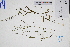  (Digitaria violascens - GBA-DWQGZ613)  @11 [ ] by-nc-sa  Xue-Jun Ge Herbarium of South China Botanical Garden