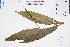  (Alpinia oblongifolia - GBA-DWQGZ628)  @11 [ ] by-nc-sa  Xue-Jun Ge Herbarium of South China Botanical Garden