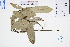 ( - GBA-DWQGZ631)  @11 [ ] by-nc-sa  Xue-Jun Ge Herbarium of South China Botanical Garden
