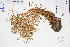  ( - GBA-DWQGZ656)  @11 [ ] by-nc-sa  Xue-Jun Ge Herbarium of South China Botanical Garden