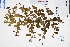  ( - GBA-DWQGZ665)  @11 [ ] by-nc-sa  Xue-Jun Ge Herbarium of South China Botanical Garden