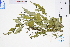  (Hedyotis assimilis - GBA-DWQGZ682)  @11 [ ] by-nc-sa  Xue-Jun Ge Herbarium of South China Botanical Garden