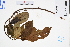  (Saurauia tristyla - GBA-DWQGZ683)  @11 [ ] by-nc-sa  Xue-Jun Ge Herbarium of South China Botanical Garden