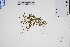  (Lindernia antipoda - GBA-DWQGZ686)  @11 [ ] by-nc-sa  Xue-Jun Ge Herbarium of South China Botanical Garden