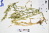  (Echinochloa oryzoides - GBA-DWQGZ693)  @11 [ ] by-nc-sa  Xue-Jun Ge Herbarium of South China Botanical Garden