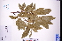  ( - GBA-DWQGZ705)  @11 [ ] by-nc-sa  Xue-Jun Ge Herbarium of South China Botanical Garden