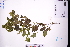  (Teucrium viscidum - GBA-DWQGZ716)  @11 [ ] by-nc-sa  Xue-Jun Ge Herbarium of South China Botanical Garden