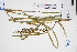  (Scleria terrestris - GBA-DWQGZ726)  @11 [ ] by-nc-sa  Xue-Jun Ge Herbarium of South China Botanical Garden