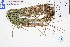  (Lepidosperma - GBA-DWQGZ732)  @11 [ ] by-nc-sa  Xue-Jun Ge Herbarium of South China Botanical Garden