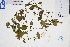  (Persicaria senticosa - GBA-DWQGZ738)  @11 [ ] by-nc-sa  Xue-Jun Ge Herbarium of South China Botanical Garden