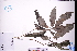  (Clerodendrum fortunatum - GBA-DWQGZ741)  @11 [ ] by-nc-sa  Xue-Jun Ge Herbarium of South China Botanical Garden
