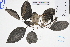  ( - GBA-DWQGZ743)  @11 [ ] by-nc-sa  Xue-Jun Ge Herbarium of South China Botanical Garden