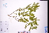  (Hedyotis hedyotidea - GBA-DWQGZ748)  @11 [ ] by-nc-sa  Xue-Jun Ge Herbarium of South China Botanical Garden
