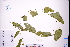  (Smilax riparia - GBA-DWQGZ749)  @11 [ ] by-nc-sa  Xue-Jun Ge Herbarium of South China Botanical Garden