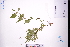  (Persicaria posumbu - GBA-DWQGZ752)  @11 [ ] by-nc-sa  Xue-Jun Ge Herbarium of South China Botanical Garden