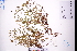  ( - GBA-DWQGZ753)  @11 [ ] by-nc-sa  Xue-Jun Ge Herbarium of South China Botanical Garden