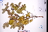  ( - GBA-DWQGZ764)  @11 [ ] by-nc-sa  Xue-Jun Ge Herbarium of South China Botanical Garden