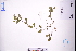  (Lindernia ruellioides - GBA-DWQGZ770)  @11 [ ] by-nc-sa  Xue-Jun Ge Herbarium of South China Botanical Garden