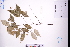  ( - GBA-DWQGZ775)  @11 [ ] by-nc-sa  Xue-Jun Ge Herbarium of South China Botanical Garden