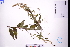  (Artemisia anomala - GBA-DWQGZ780)  @11 [ ] by-nc-sa  Xue-Jun Ge Herbarium of South China Botanical Garden