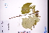  ( - GBA-DWQGZ781)  @11 [ ] by-nc-sa  Xue-Jun Ge Herbarium of South China Botanical Garden
