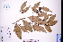  ( - GBA-DWQGZ782)  @11 [ ] by-nc-sa  Xue-Jun Ge Herbarium of South China Botanical Garden