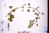  ( - GBA-DWQGZ787)  @11 [ ] by-nc-sa  Xue-Jun Ge Herbarium of South China Botanical Garden