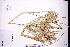  ( - GBA-DWQGZ793)  @11 [ ] by-nc-sa  Xue-Jun Ge Herbarium of South China Botanical Garden