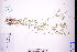  ( - GBA-DWQGZ795)  @11 [ ] by-nc-sa  Xue-Jun Ge Herbarium of South China Botanical Garden