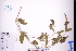  (Pogostemon auricularius - GBA-DWQGZ798)  @11 [ ] by-nc-sa  Xue-Jun Ge Herbarium of South China Botanical Garden