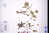  (Monochoria - GBA-DWQGZ799)  @11 [ ] by-nc-sa  Xue-Jun Ge Herbarium of South China Botanical Garden