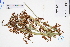  ( - GBA-DWQGZ804)  @11 [ ] by-nc-sa  Xue-Jun Ge Herbarium of South China Botanical Garden