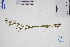  ( - GBA-DWQGZ810)  @11 [ ] by-nc-sa  Xue-Jun Ge Herbarium of South China Botanical Garden