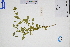  (Exallage - GBA-DWQGZ825)  @11 [ ] by-nc-sa  Xue-Jun Ge Herbarium of South China Botanical Garden