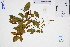  ( - GBA-DWQGZ834)  @11 [ ] by-nc-sa  Xue-Jun Ge Herbarium of South China Botanical Garden