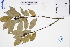  ( - GBA-DWQGZ836)  @11 [ ] by-nc-sa  Xue-Jun Ge Herbarium of South China Botanical Garden