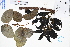  ( - GBA-REC361)  @11 [ ] by-nc-sa  Xue-Jun Ge Herbarium of South China Botanical Garden