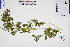  ( - GBA-REC362)  @11 [ ] by-nc-sa  Xue-Jun Ge Herbarium of South China Botanical Garden