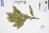  ( - GBA-REC370)  @11 [ ] by-nc-sa  Xue-Jun Ge Herbarium of South China Botanical Garden