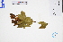  ( - GBA-REC375)  @11 [ ] by-nc-sa  Xue-Jun Ge Herbarium of South China Botanical Garden