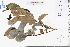  ( - GBA-REC385)  @11 [ ] by-nc-sa  Xue-Jun Ge Herbarium of South China Botanical Garden
