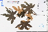  ( - GBA-REC403)  @11 [ ] by-nc-sa  Xue-Jun Ge Herbarium of South China Botanical Garden