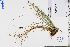  ( - GBA-REC431)  @11 [ ] by-nc-sa  Xue-Jun Ge Herbarium of South China Botanical Garden