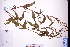  ( - GBA-REC439)  @11 [ ] by-nc-sa  Xue-Jun Ge Herbarium of South China Botanical Garden